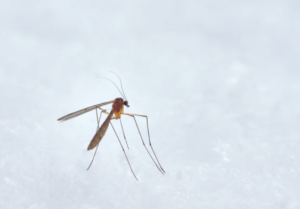 dr-allen-cherer-mosquito