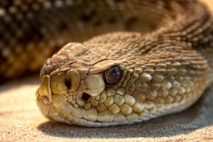 dr-allen-cherer-rattlesnake